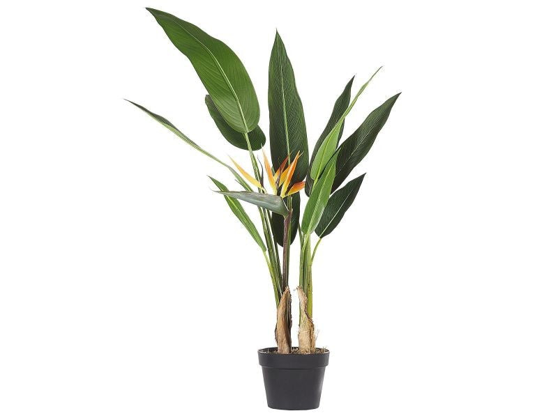 PLANTE CONFORAMA BIRD EN POT