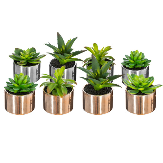 PLANTE GRASSE MIO ATMOSPHERA