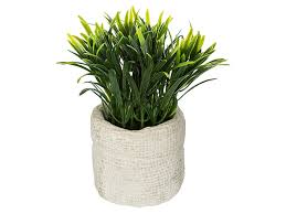 PLANTE VERTE ATMOSPHERA