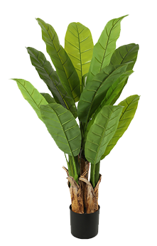 PLANTE MUSA BASJOO
